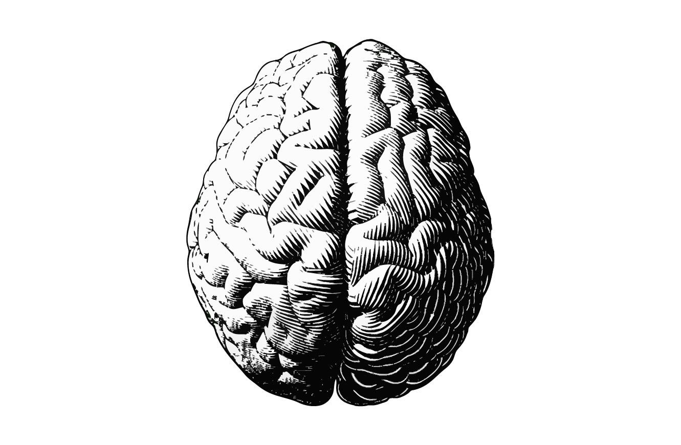 brain