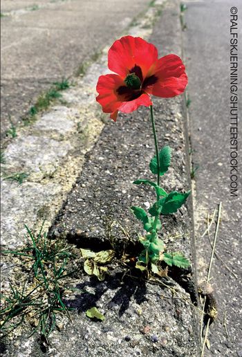 ©RALFSKJERNING/SHUTTERSTOCK.COM