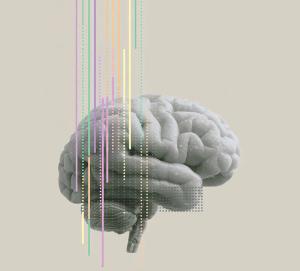 brain