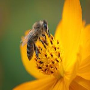 Dangers of Bee Venom Therapy