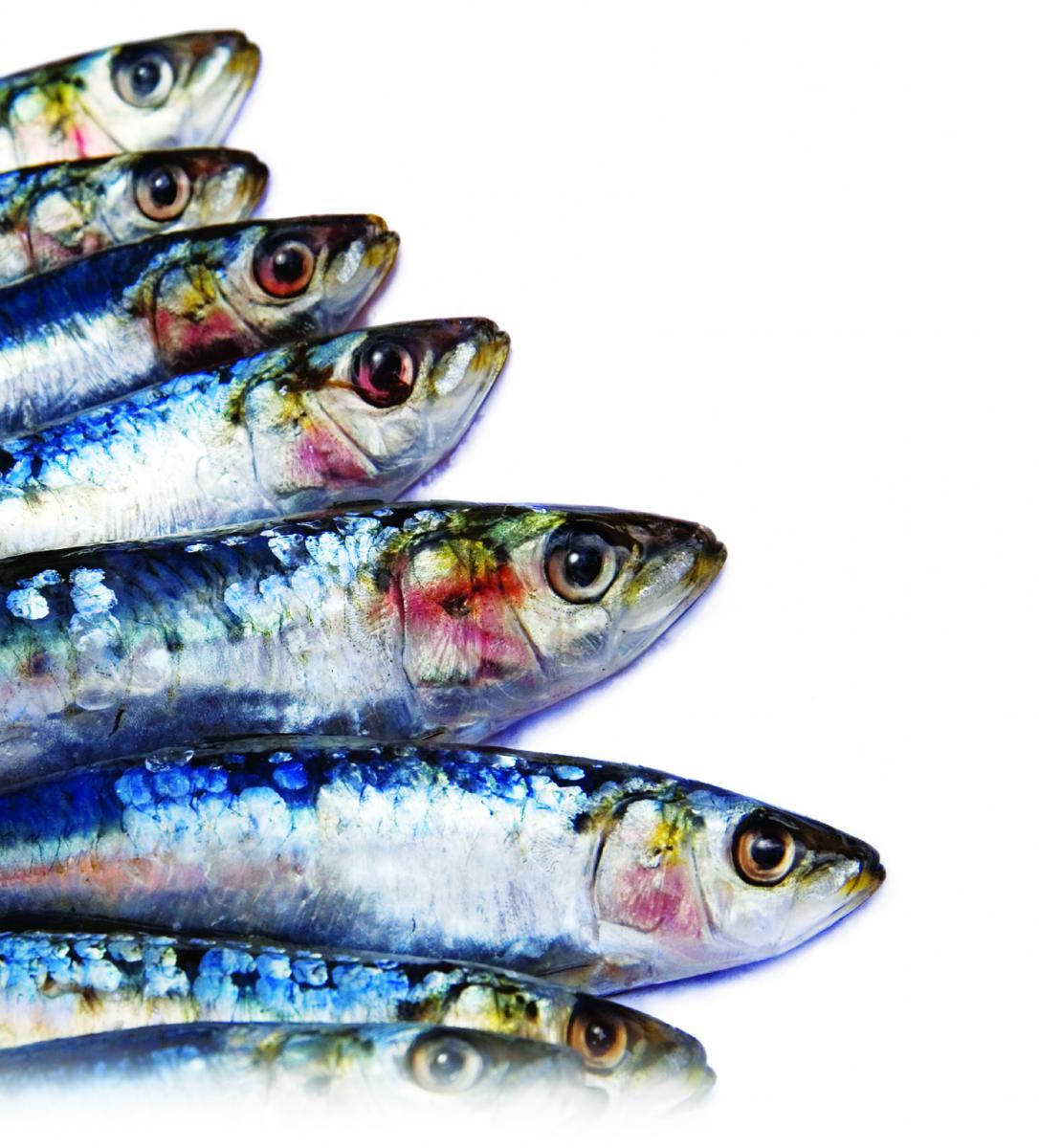 Eating Fish Eases Rheumatoid Arthritis Rheumatology Network