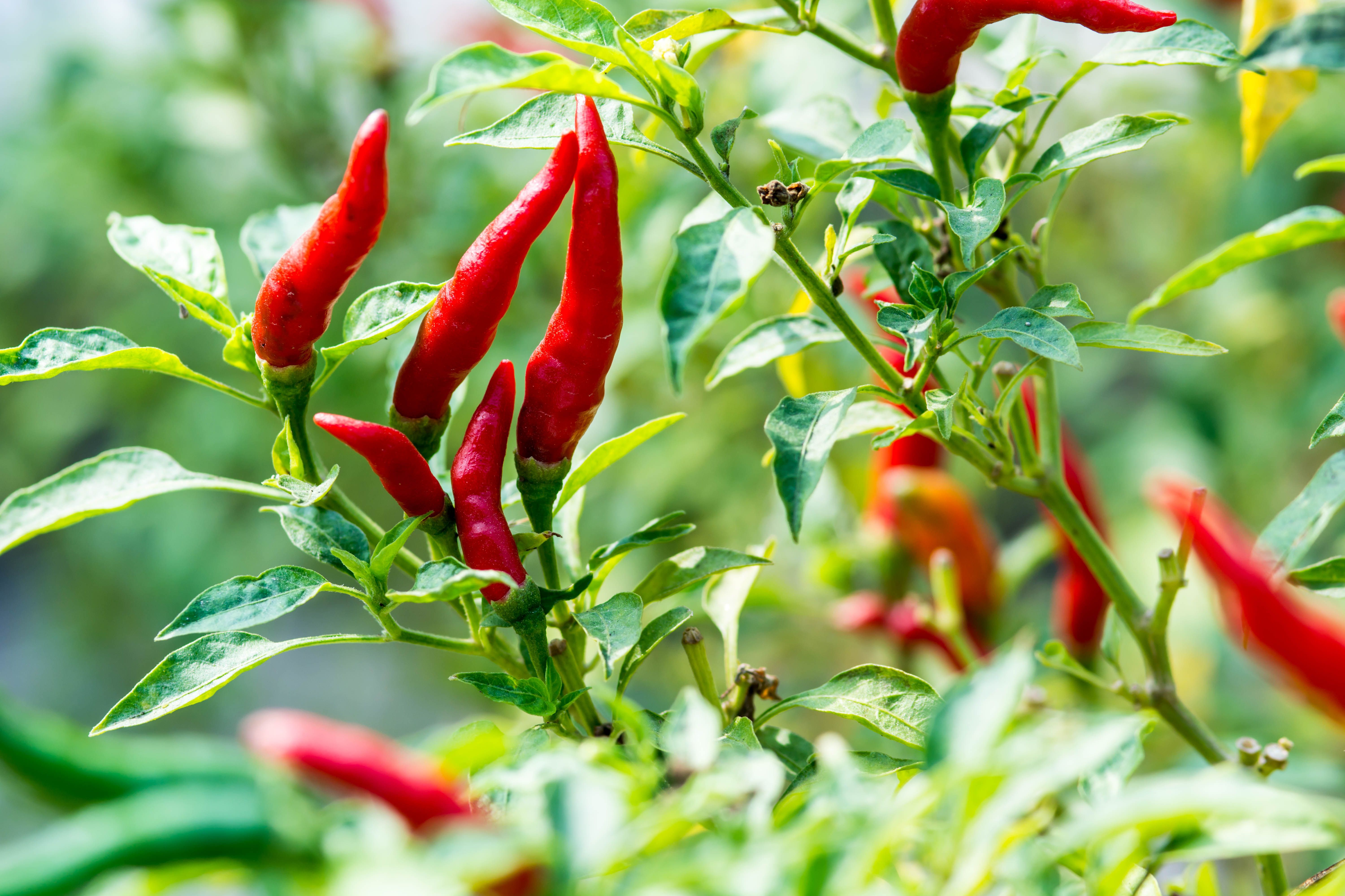 Capsaicin Improves Pain in Osteoarthritis Study