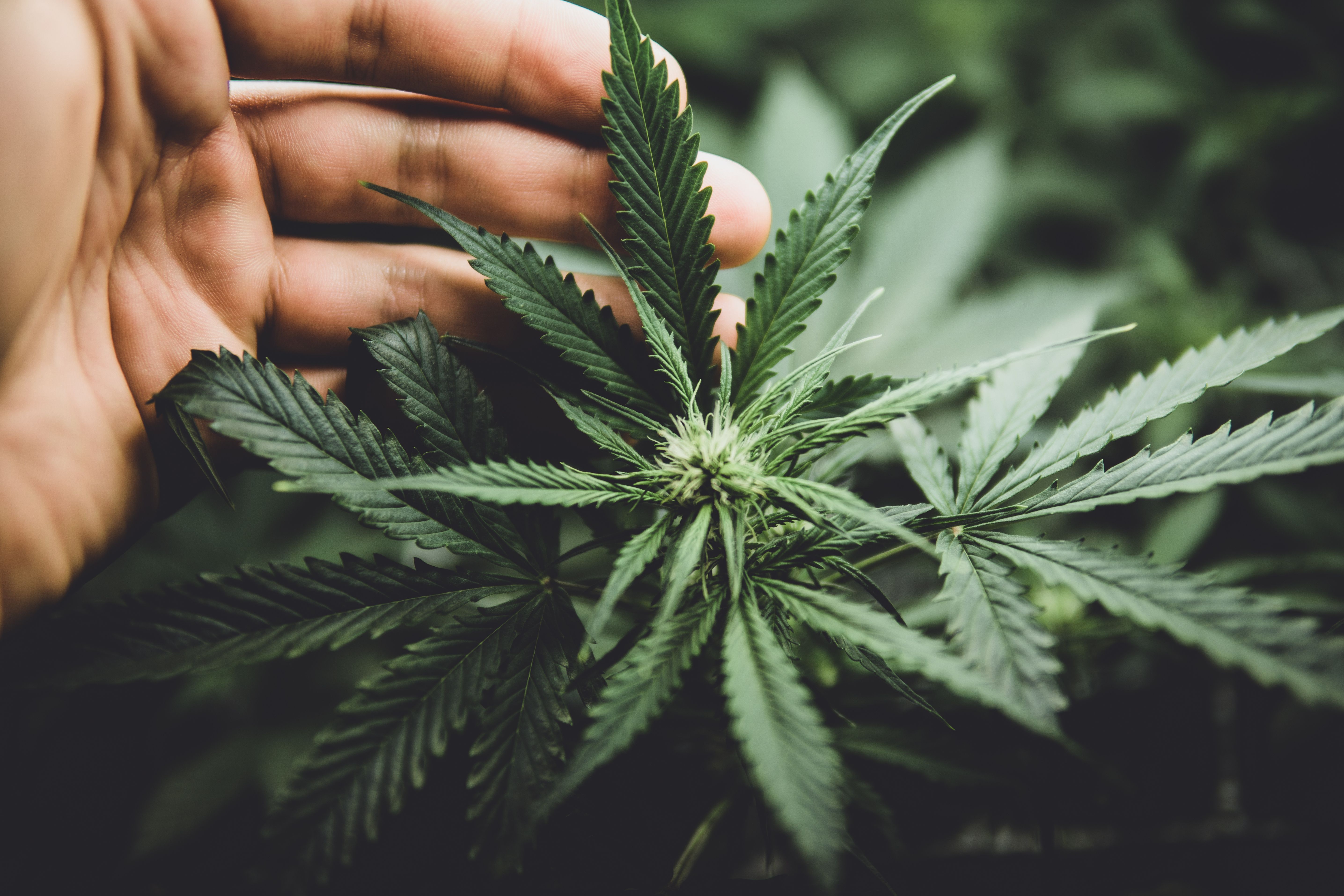 Cannabis Significantly Improves Quality of Life in Women with Treatment-Resistant Fibromyalgia