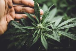 Cannabis Significantly Improves Quality of Life in Women with Treatment-Resistant Fibromyalgia 