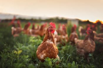 chickens pecking on a grassy farm.