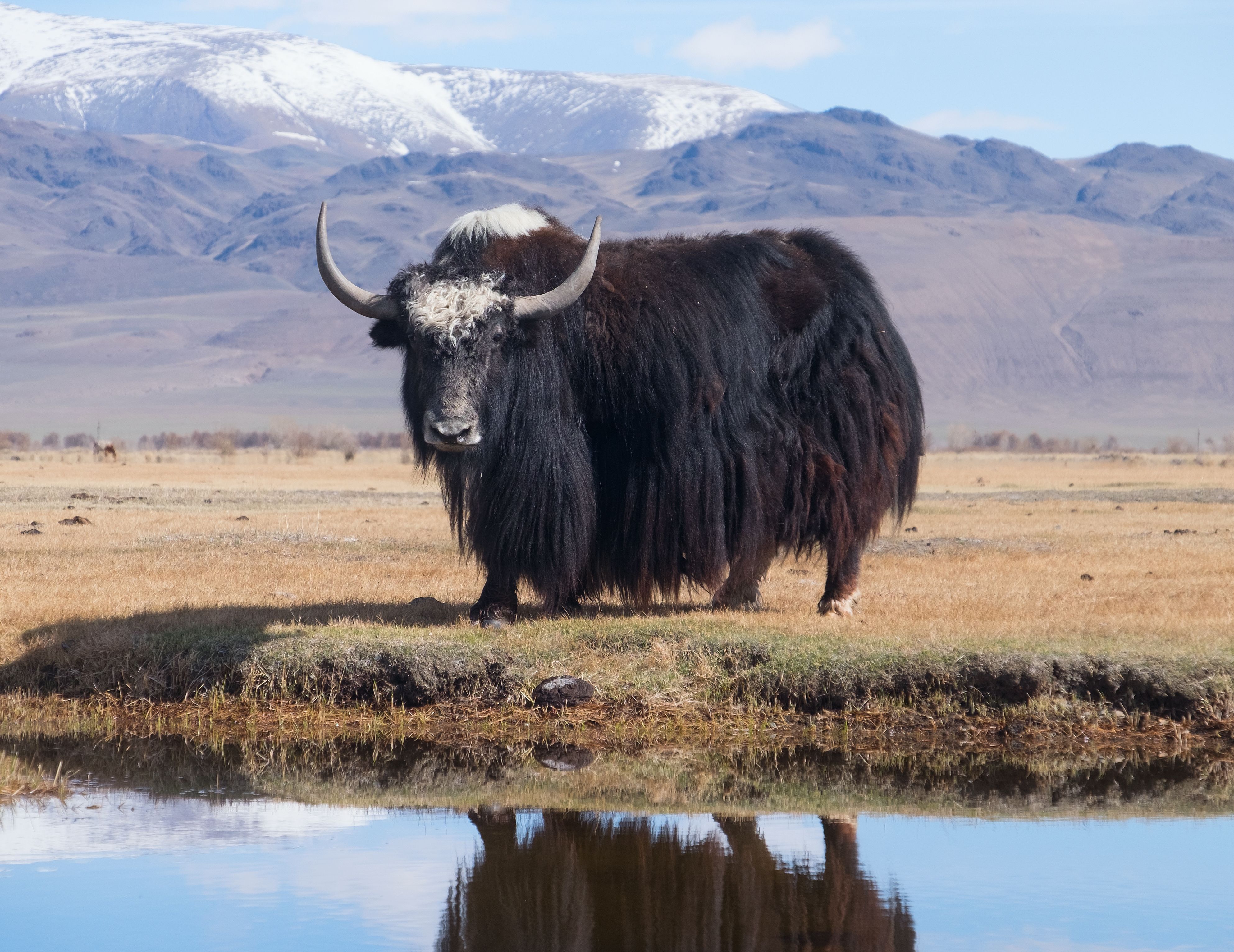 Black yak | Image Credit: Hunta - stock.adobe.com.