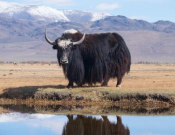 Black yak | Image Credit: Hunta - stock.adobe.com.