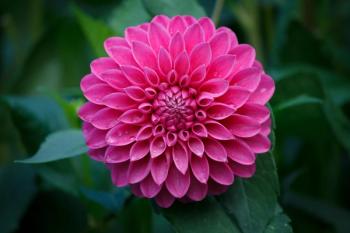 Beautiful Pink Dahlia Flower | Image Credit: © 200509313 - stock.adobe.com