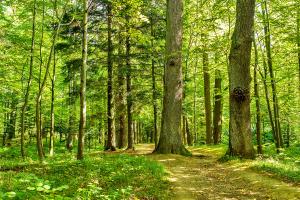 Forest trees. Nature green wood backgrounds Sunny Day | Image Credit: © sosiukin - stock.adobe.com