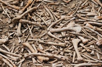 A pile of bones texture background. | Image Credit: © boommaval - stock.adobe.com