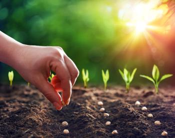 Hands Planting The Seeds Into The Dirt | Image Credit: © Romolo Tavani - stock.adobe.com.
