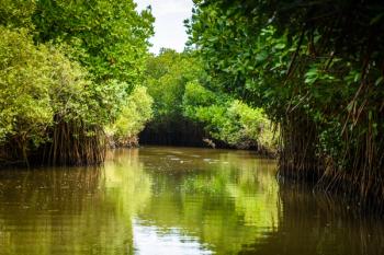 Pichavaram Mangrove Forests. The second largest Mangrove forest in the world, located near Chidambaram in Cuddalore District, Tamil Nadu, India | Image Credit: © Sumit - stock.adobe.com