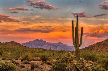 Sonoran Desert at Sunset | Image Credit: © Brent Coulter - stock.adobe.com