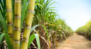 Sugar cane stalks with sugar cane plantation background. | Image Credit: © Paitoon - stock.adobe.com
