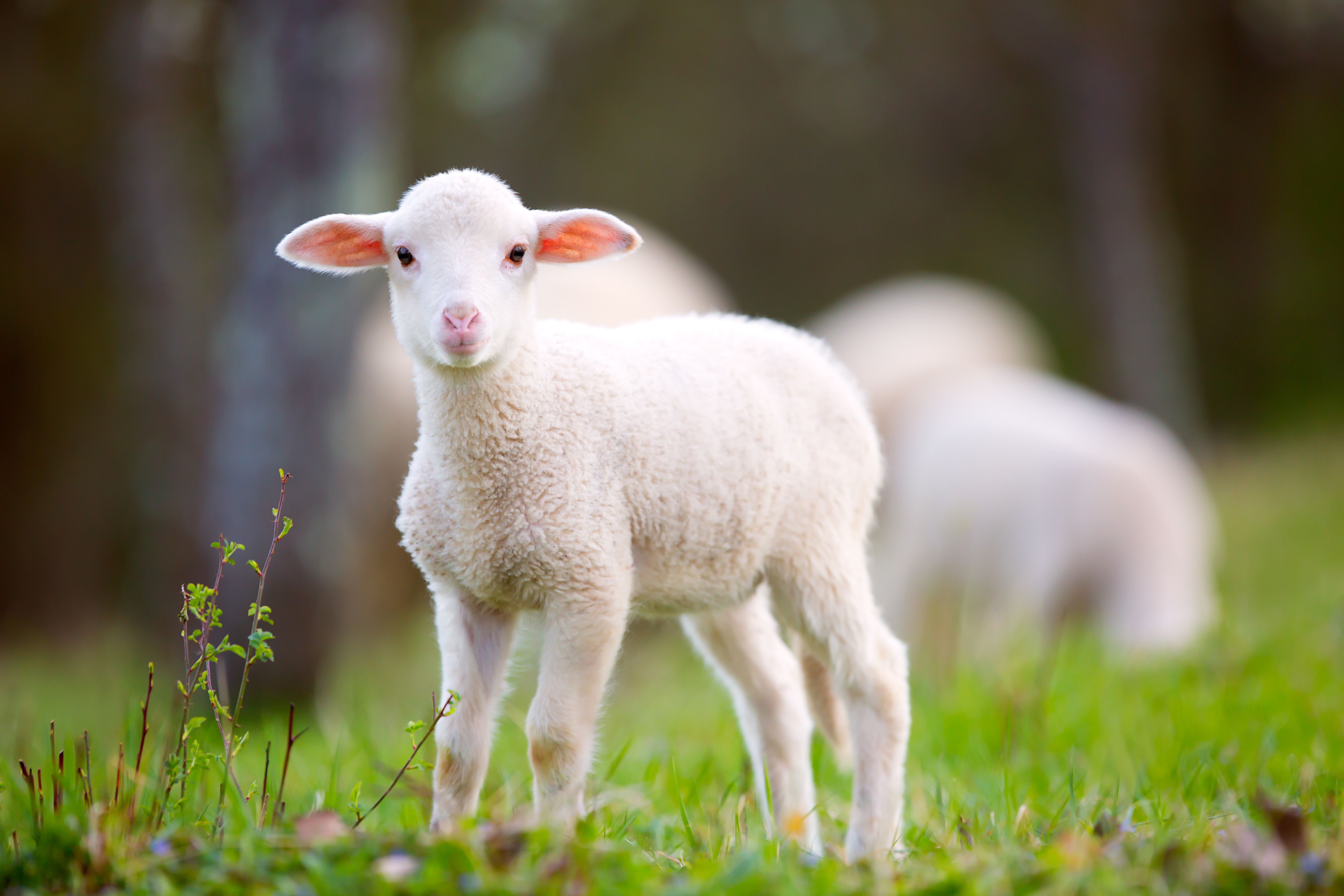 Lamb grazing on green grass meadow | Image Credit: © BigBlueStudio - stock.adobe.com