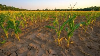 A large cornfield with struggling plants due to drought and poor soil conditions. Generated by AI. | Image Credit: © Денис Никифоров - stock.adobe.com