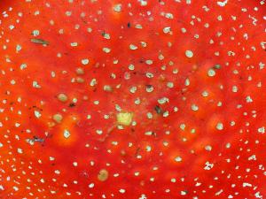 Nondestructive Spectroscopic Techniques for Detection of Fungal and Mycotoxin Infections in Food Products: A Review