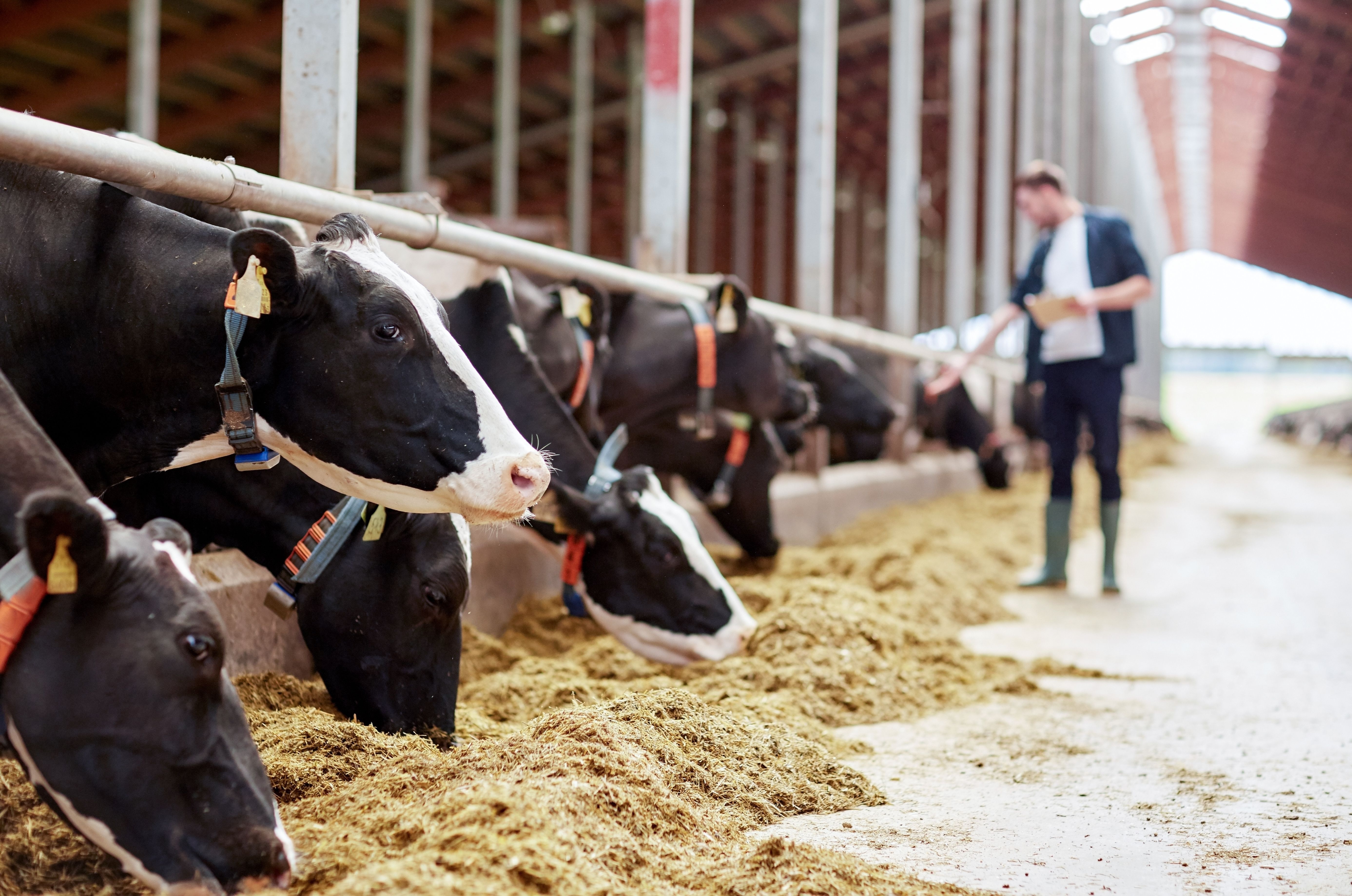 herd of cows eating hay in cowshed on dairy farm | Image Credit: © Syda Productions - stock.adobe.com.