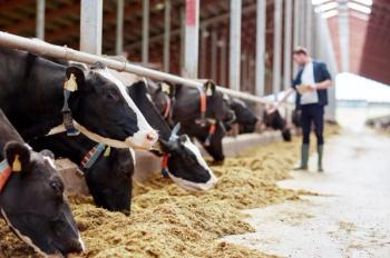 herd of cows eating hay in cowshed on dairy farm | Image Credit: © Syda Productions - stock.adobe.com.