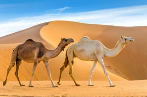 Camels walking through a desert, taken in the Liwa Oasis, Abu Dhabi area, United Arab Emirates | Image Credit: © kstepien - stock.adobe.com