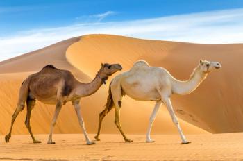 Camels walking through a desert, taken in the Liwa Oasis, Abu Dhabi area, United Arab Emirates | Image Credit: © kstepien - stock.adobe.com