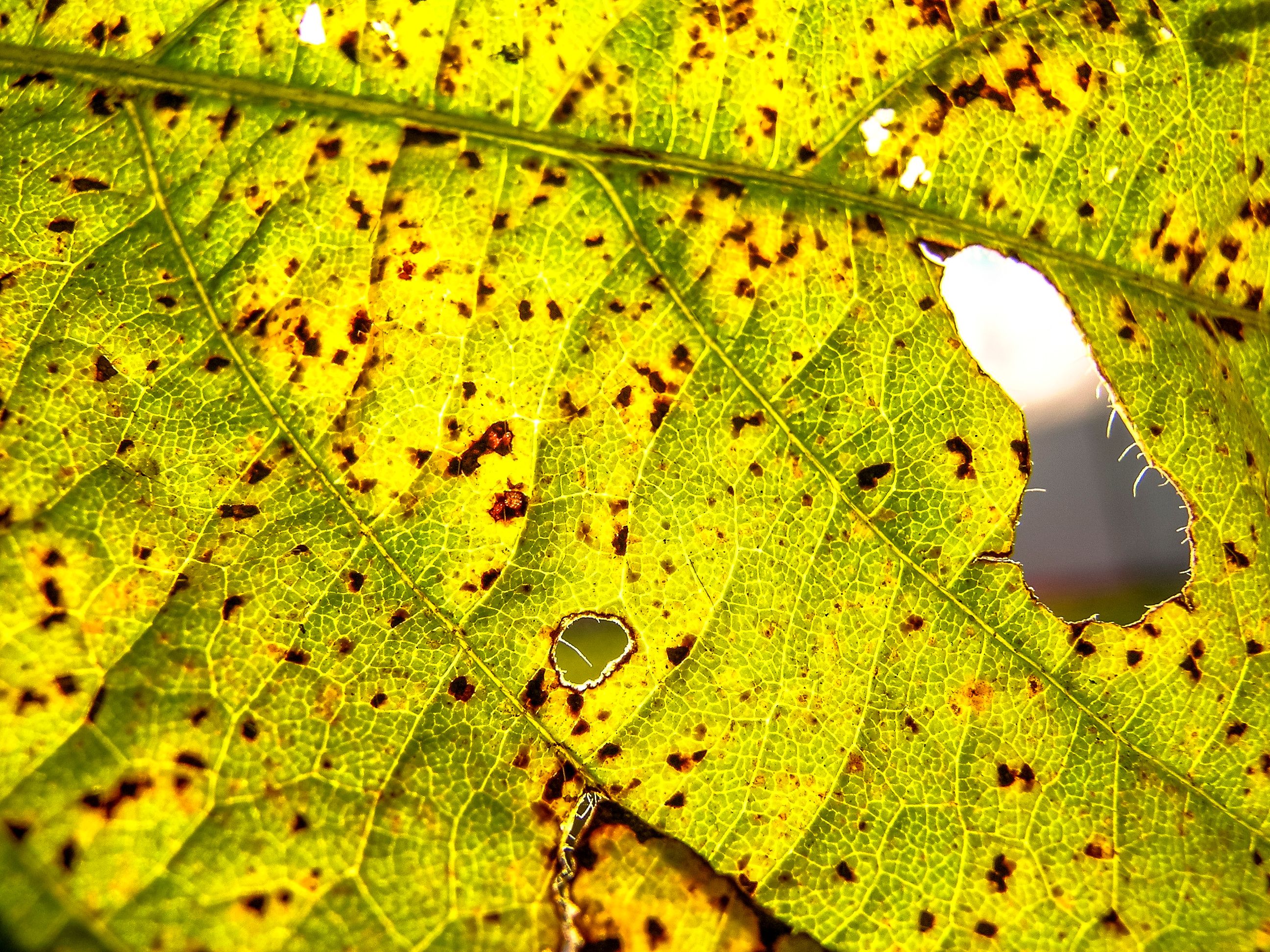How Hyperspectral Imaging Can Evaluate Asian Soybean Rust Severity