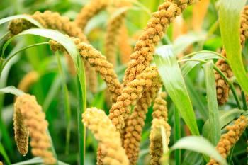 Foxtail millet | Image Credit: © zhengzaishanchu - stock.adobe.com.