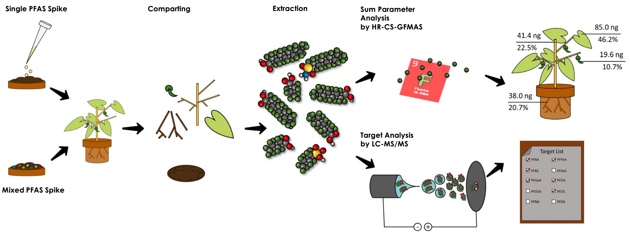 PFAS spiking experiments in bean plants (Phaseolus vulgaris)