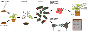 PFAS spiking experiments in bean plants (Phaseolus vulgaris)