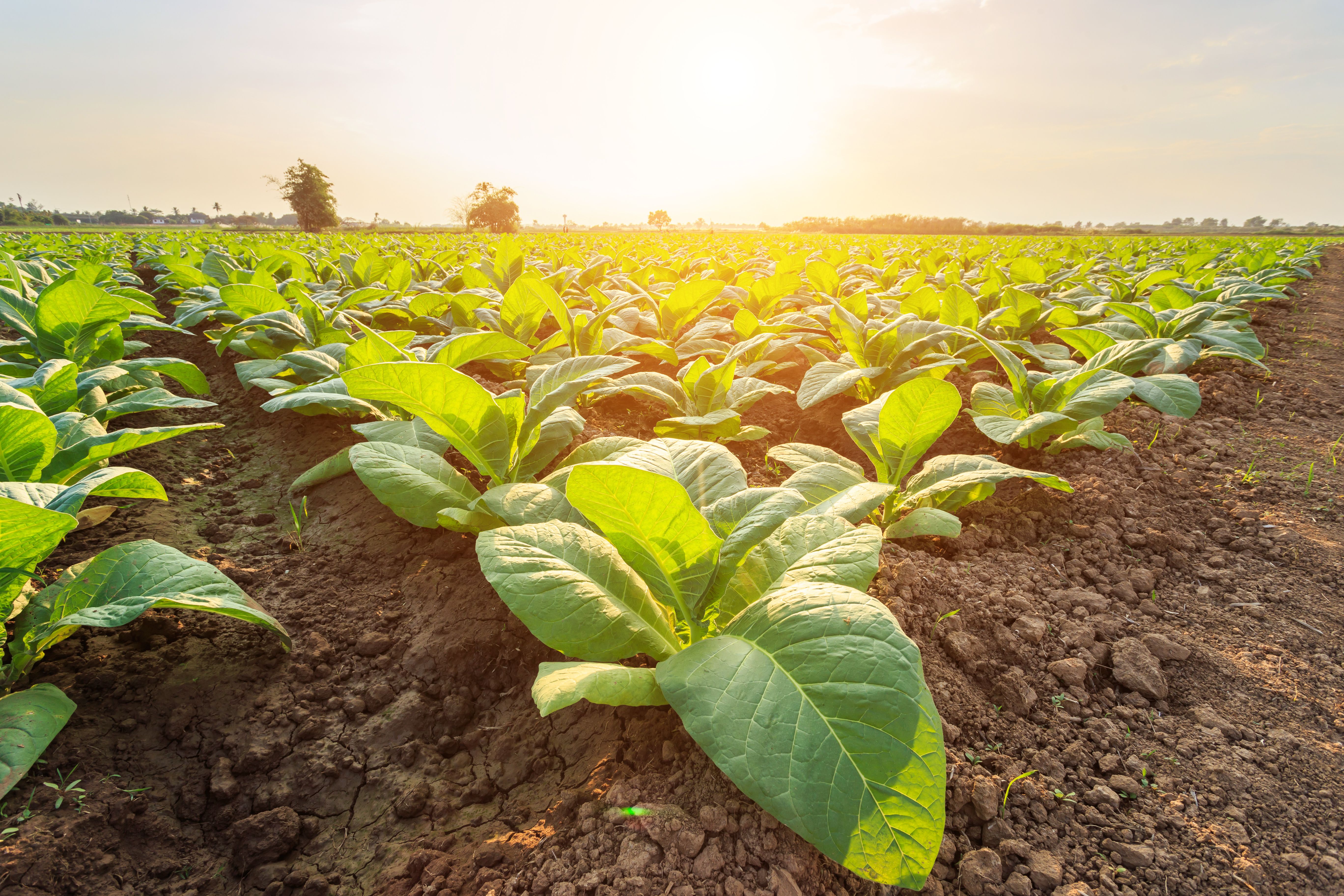 Optimization of a Soil Particle Content Prediction Model
