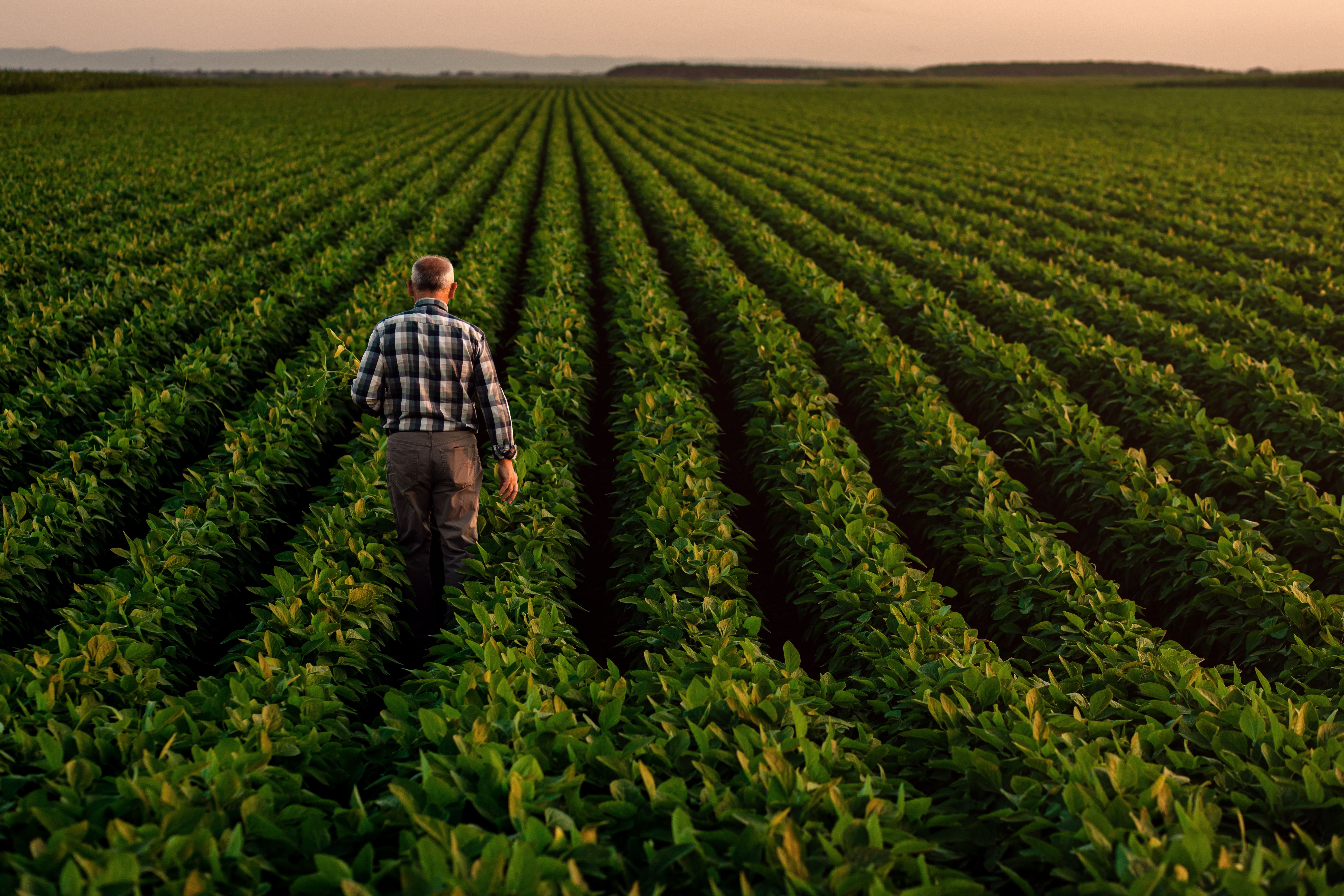 Rear view of senior farmer standing in soybean field examining crop at sunset. | Image Credit: © Zoran Zeremski - stock.adobe.com