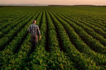 Rear view of senior farmer standing in soybean field examining crop at sunset. | Image Credit: © Zoran Zeremski - stock.adobe.com