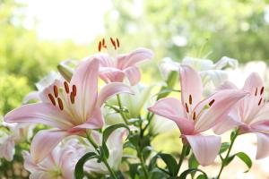 Beautiful blooming lily flowers in garden, closeup | Image Credit: © New Africa - stock.adobe.com.