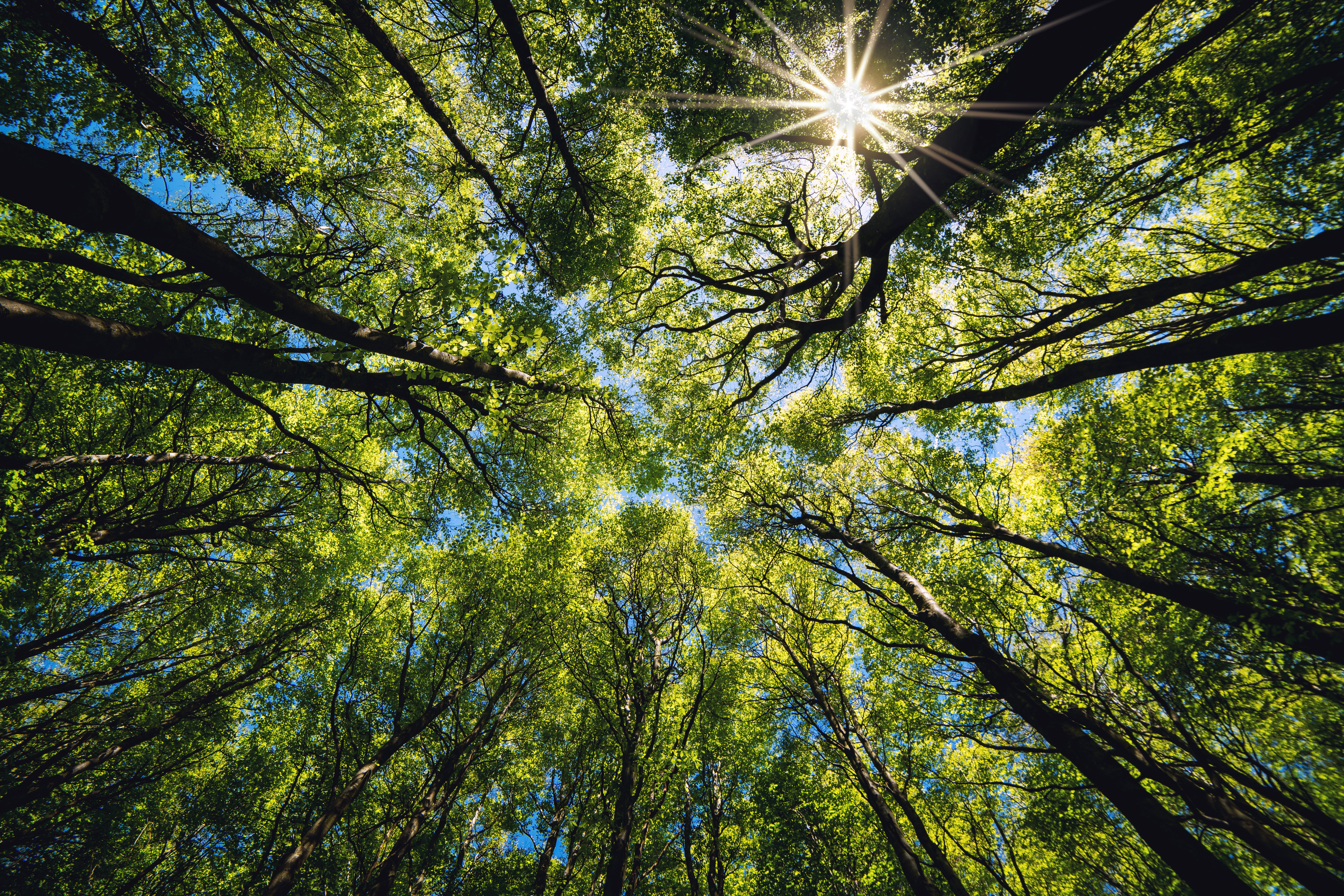 Looking up in a green forest. Trees with green leaves, blue sky and sun light. Bottom view background. | Image Credit: © Stephen Davies - stock.adobe.com