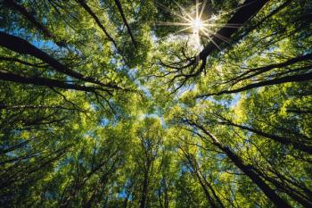 Looking up in a green forest. Trees with green leaves, blue sky and sun light. Bottom view background. | Image Credit: © Stephen Davies - stock.adobe.com