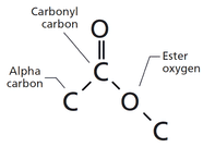 Ester Functional Group Examples