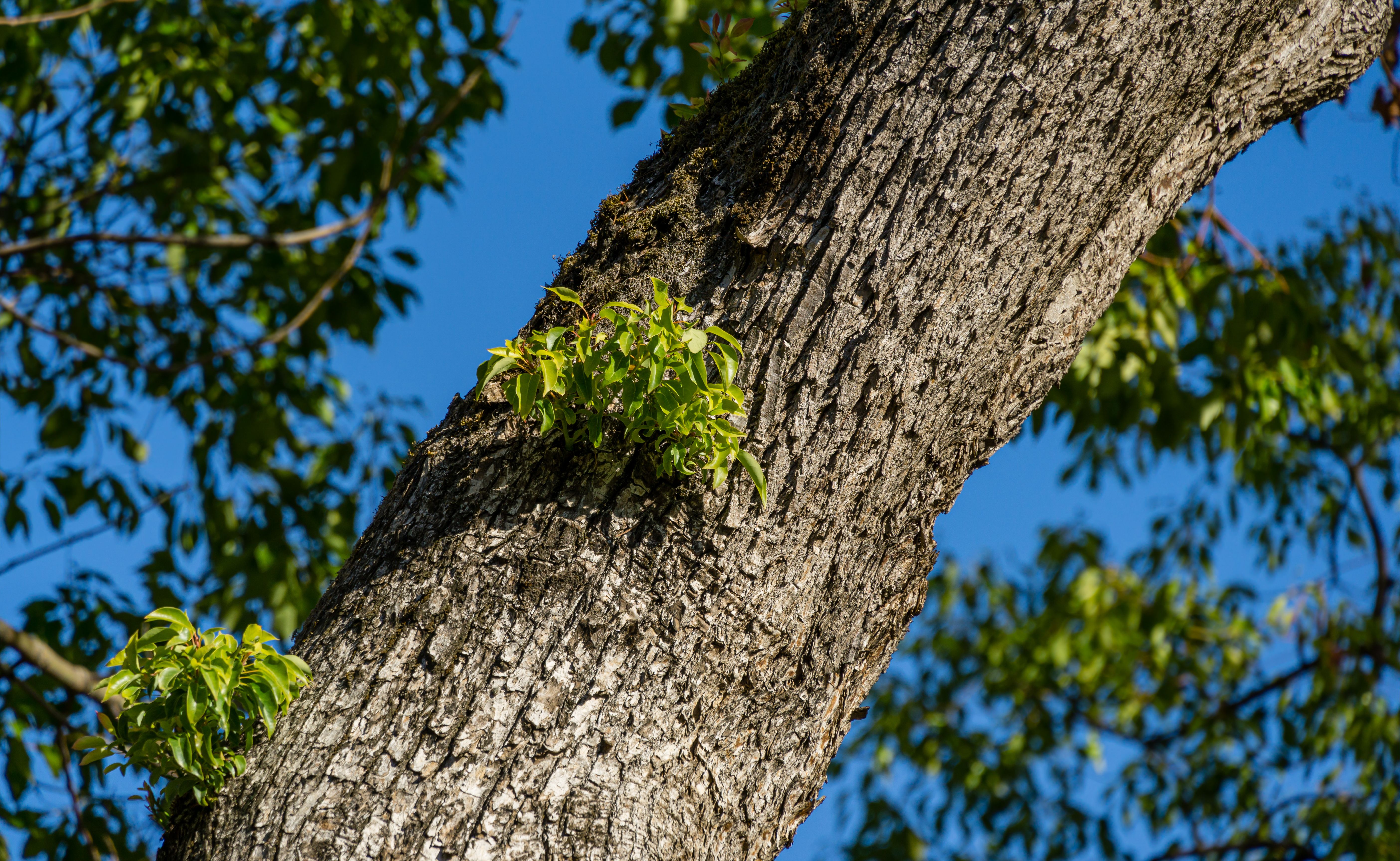 Gray bark of large camphor tree (Cinnamomum camphora) common camphor wood or camphor laurel with young evergreen leaves in Sochi.