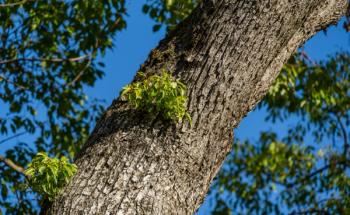 Gray bark of large camphor tree (Cinnamomum camphora) common camphor wood or camphor laurel with young evergreen leaves in Sochi.