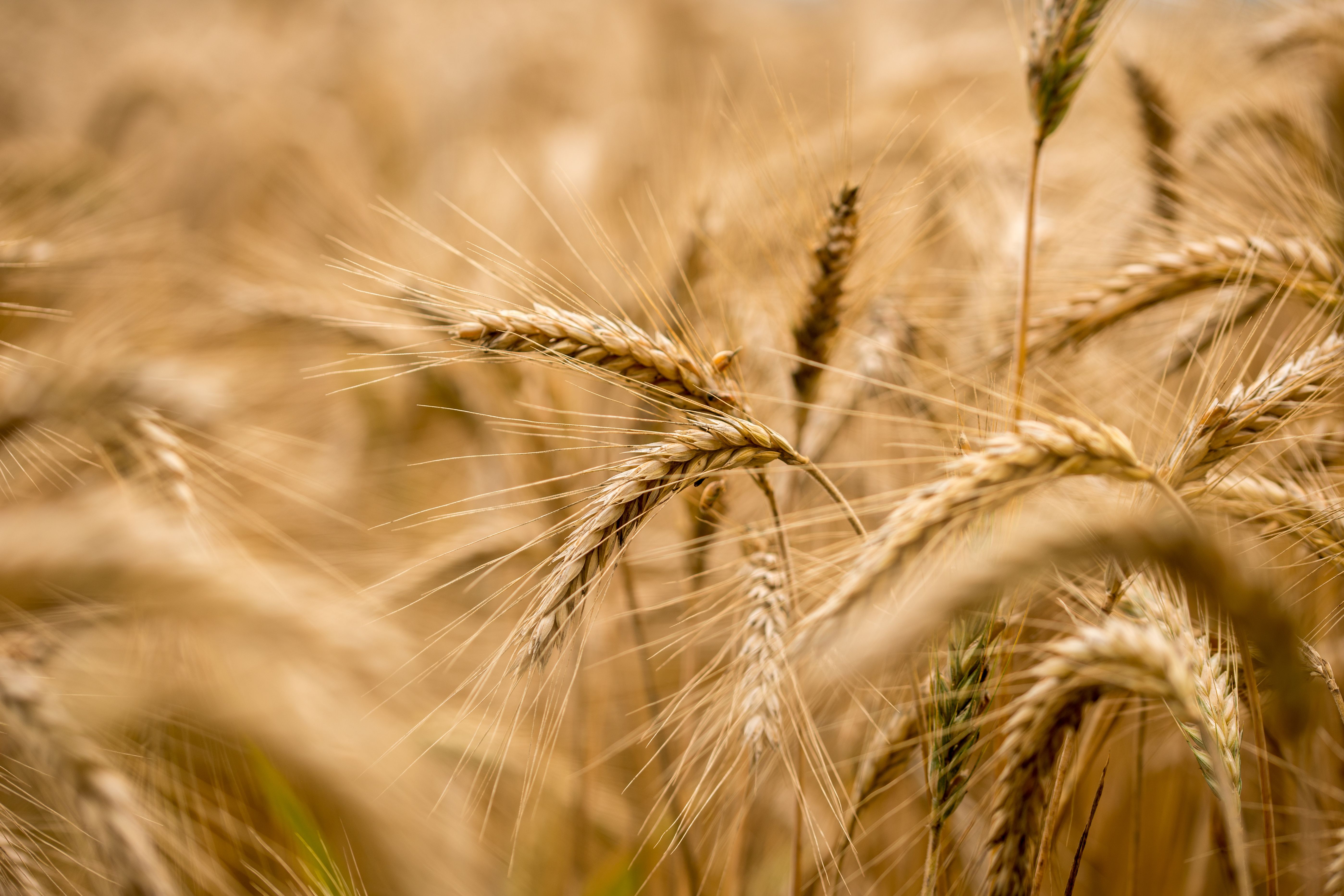 Ripening wheat in an agricultural field | Image Credit: © Gajus - stock.adobe.com