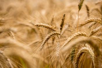 Ripening wheat in an agricultural field | Image Credit: © Gajus - stock.adobe.com
