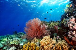 A picture of the coral reef | Image Credit: © ScubaDiver - stock.adobe.com