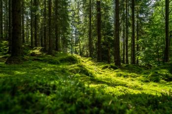 Beautiful green mossy forest in sweden | Image Credit: © Jens - stock.adobe.com