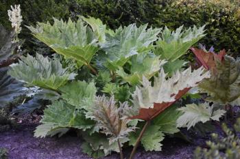 Rheum palmatum or Chinese rhubarb, in the garden. | Image Credit: © beres - stock.adobe.com