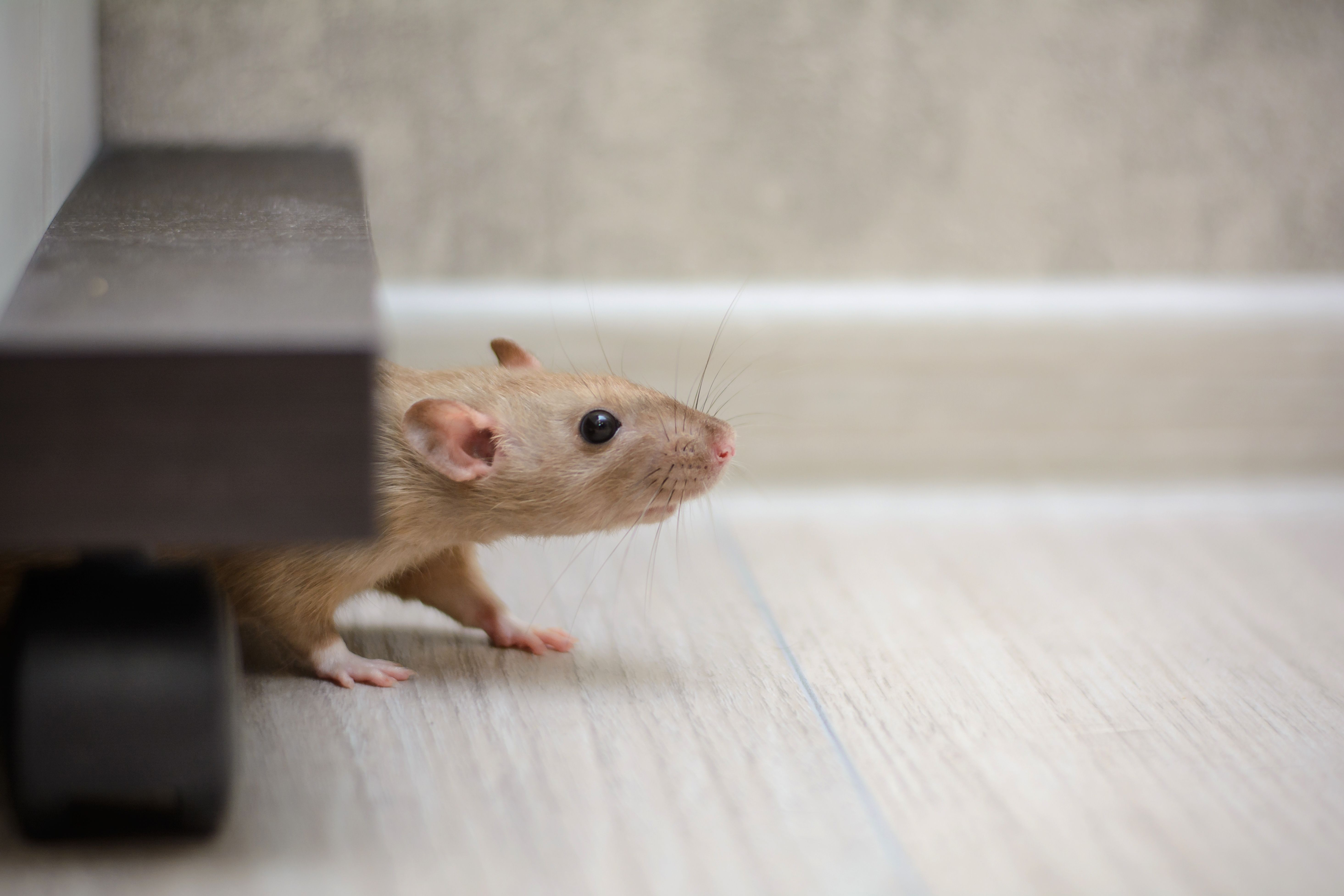 Звуки крыс и мышей слушать. Звук крысы. Крысиные звуки. Крысы издают звуки.