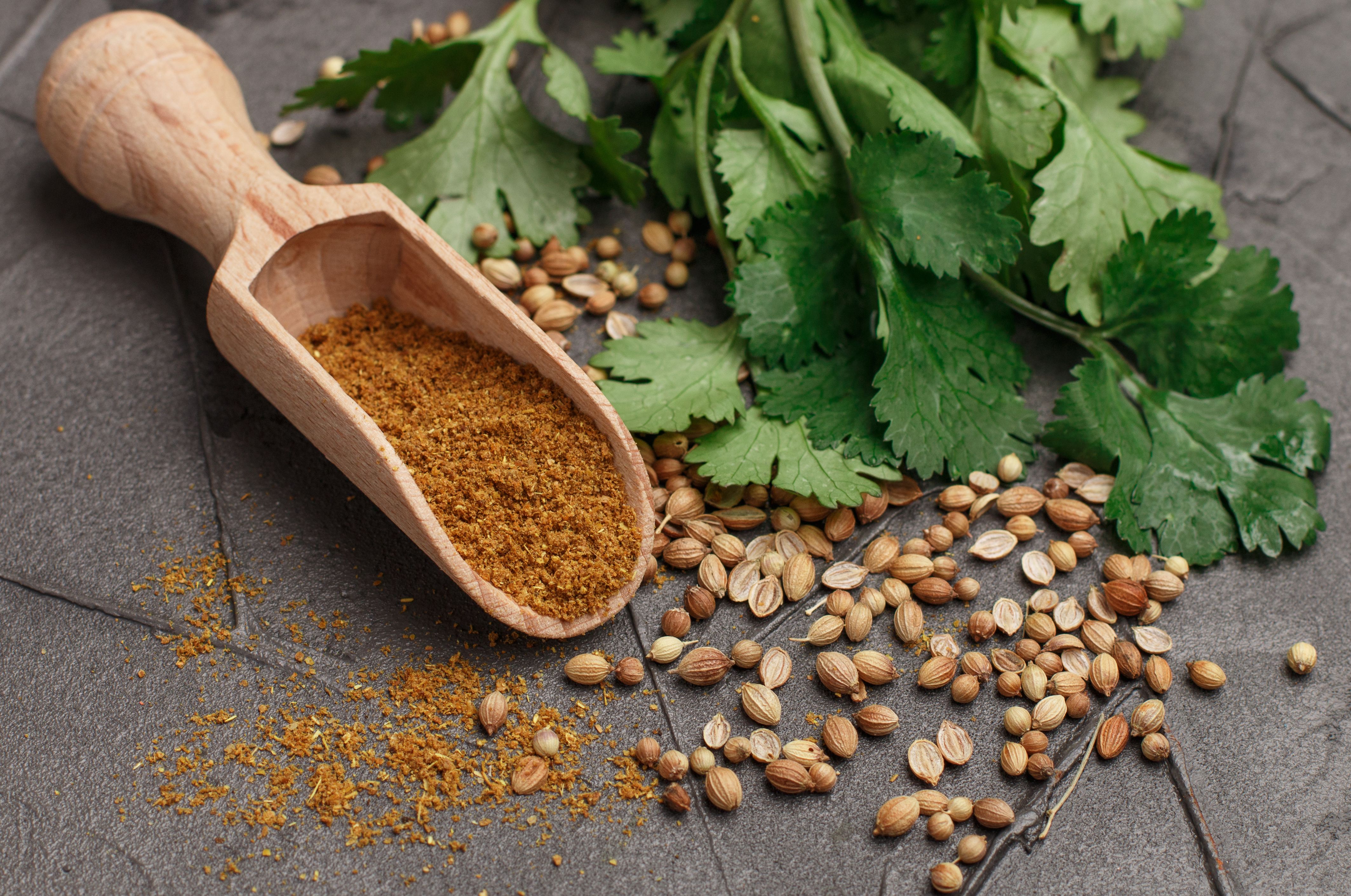 Bunch fresh cilantro, whole and ground coriander on the table. Spices and condiments. | Image Credit: © la_vanda - stock.adobe.com