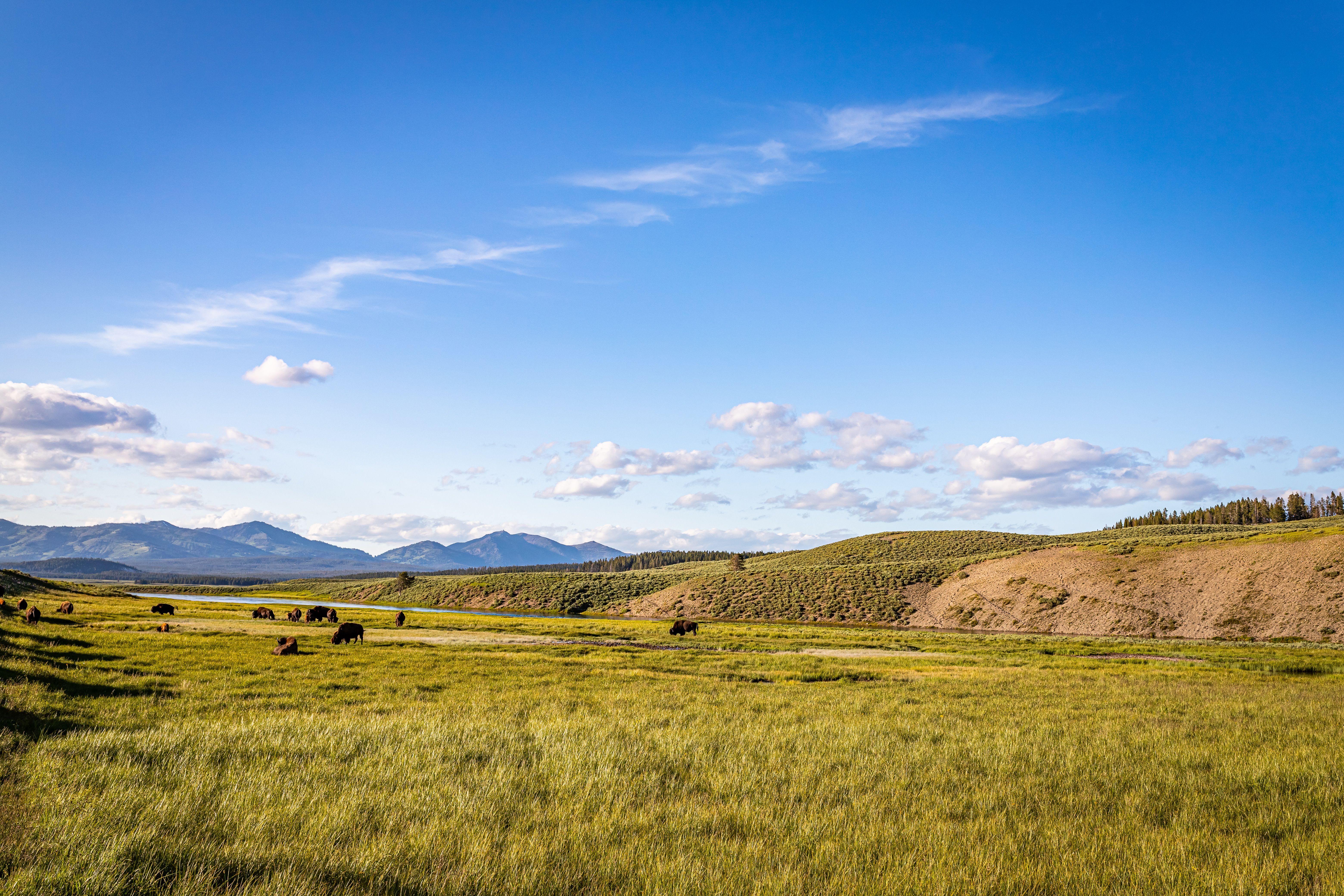 Bison at Yellowstone | Image Credit: © Brian - stock.adobe.com