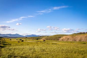 Bison at Yellowstone | Image Credit: © Brian - stock.adobe.com