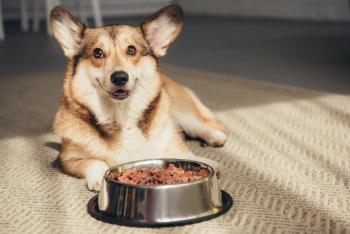 Pembroke Welsh Corgi lying on floor with bowl full of dog food | Image Credit: © LIGHTFIELD STUDIOS - stock.adobe.com