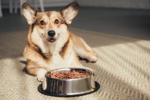Pembroke Welsh Corgi lying on floor with bowl full of dog food | Image Credit: © LIGHTFIELD STUDIOS - stock.adobe.com
