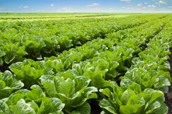 Growing lettuce in rows in a field on a sunny day. | Image Credit: © zoyas2222 - stock.adobe.com.